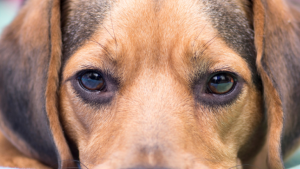 Across town from show dogs, a labor to save suffering ones